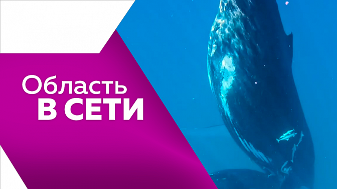 Область в сети. Миссия на луну, кит на голове и «крышесносный» забег.