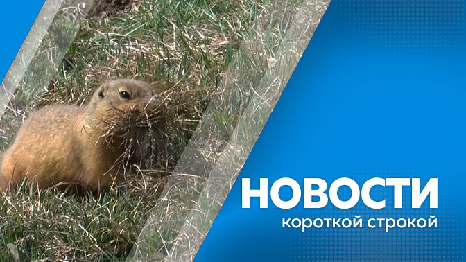 Новости короткой строкой. «Дорожный патруль» выйдет на новые маршруты. В начале мая на амурских лугах появляются небольшие земляные фонтаны. В поселке Новобурейском возобновили строительство путепровода.