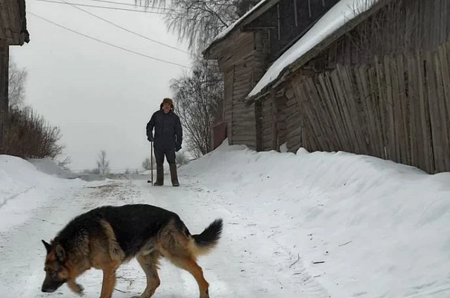 Бросил на даче: житель Зеи оставил животное без еды на всю зиму