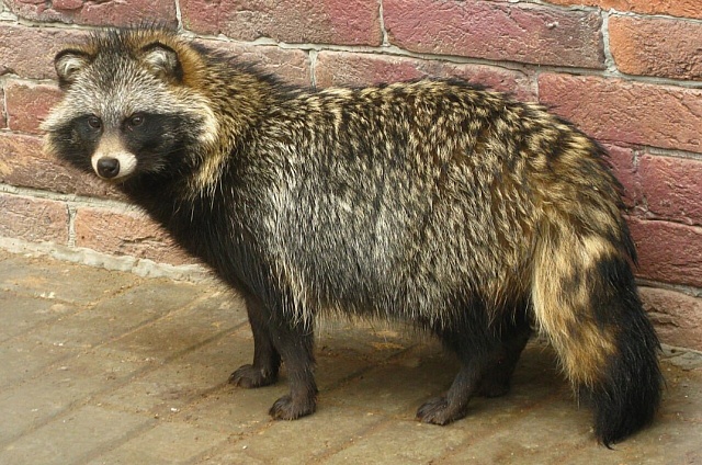 В Белогорске выявили случай бешенства у дикого животного