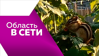 Область в сети. Туманное утро на Бурейской ГЭС, Благовещенск глазами дошкольников, ягодный пир бурундука и библиотека, похожая на замок из фэнтези.
