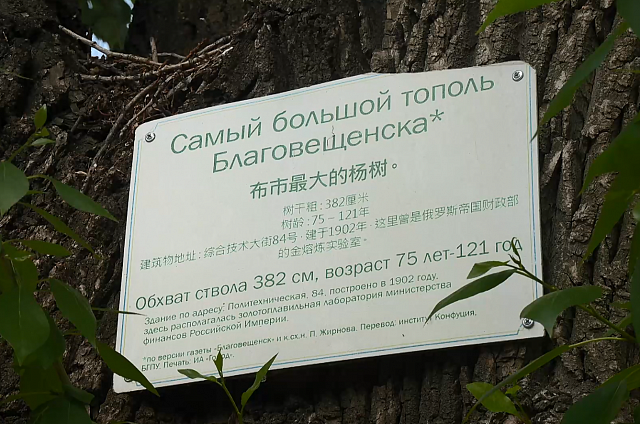 Корреспондент АОТВ узнала, какими деревьями будут заменять тополь в Благовещенске