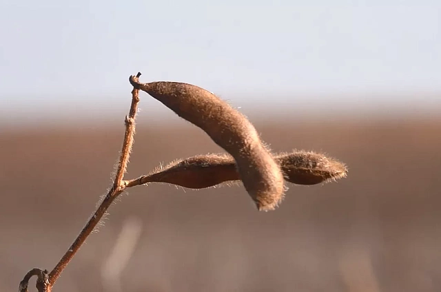 Губернатор озвучил итоги уборочной кампании и рассказал о планах по внедрению технологий в АПК