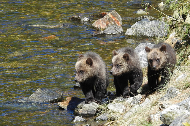 В феврале у амурских медведиц рождаются последние медвежата