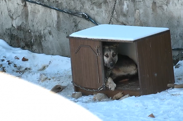 В Благовещенске спасли собак, живших на стройплощадке