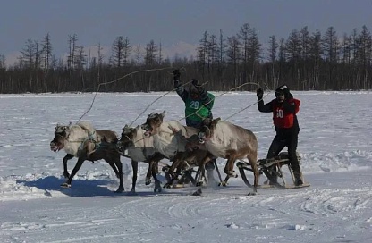 В пяти северных сёлах Приамурья отметят День оленевода и охотника