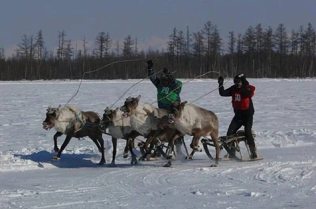 В пяти северных сёлах Приамурья отметят День оленевода и охотника