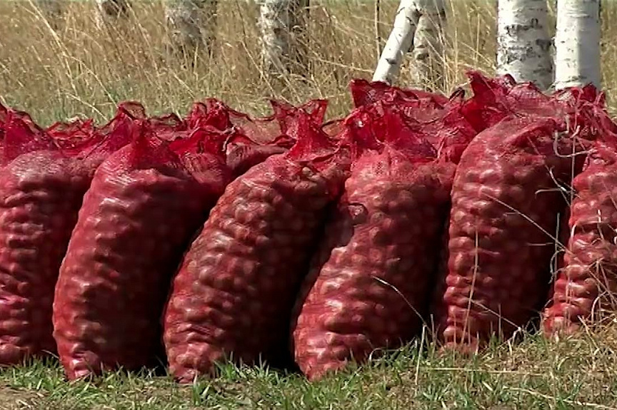 Губернатор Приамурья встретился с руководителями предприятий агропромышленного комплекса