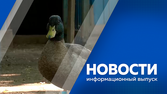 Новости. Амурские парламентарии утвердили новые законодательные инициативы. В региональном биолого-туристическом центре защищают животных от жары. На картодроме Благовещенска проходит второй сезон Ночной лиги.