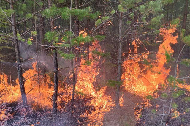 Два лесных пожара ликвидируют 157 амурских огнеборцев