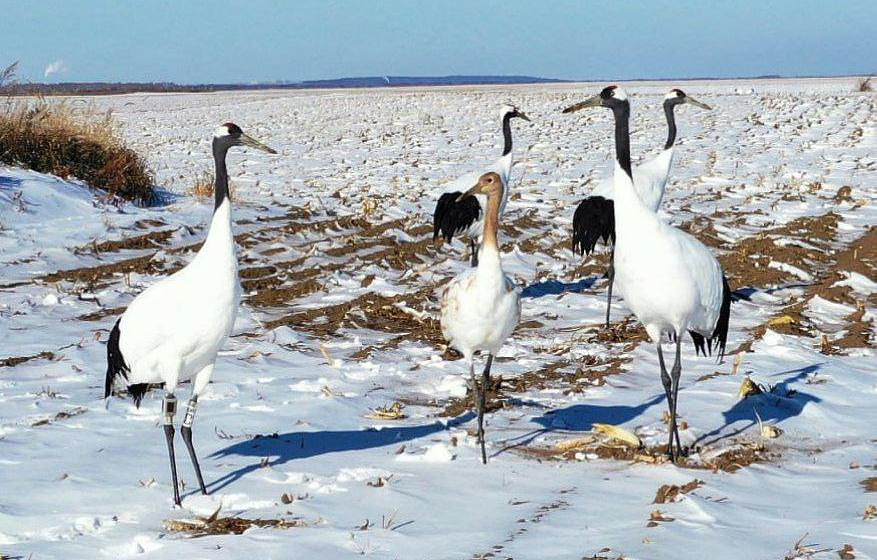 Фото: t.me/amur_birds