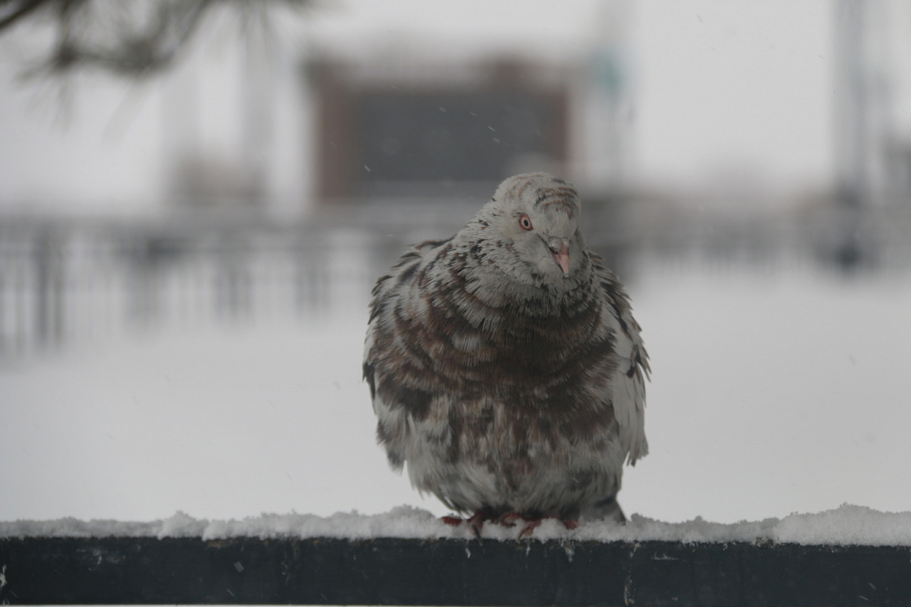 Фото: архив АОТВ