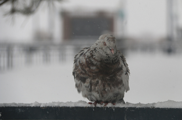 В областном центре в пятницу ожидается ясная погода
