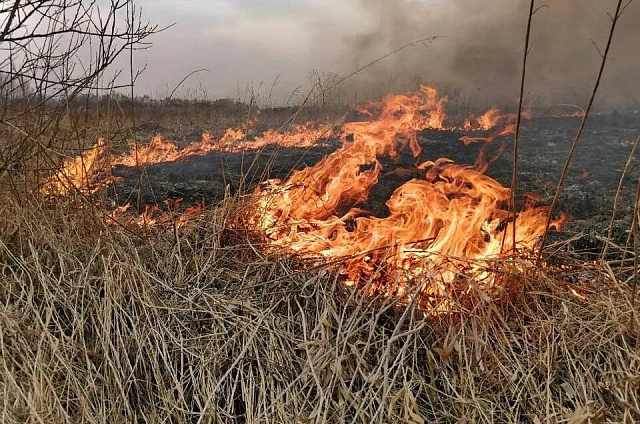 Запрет на профилактические отжиги начнёт действовать с 1 сентября