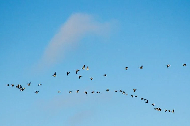 Почти 500 заявок: амурские охотники готовятся к весеннему сезону