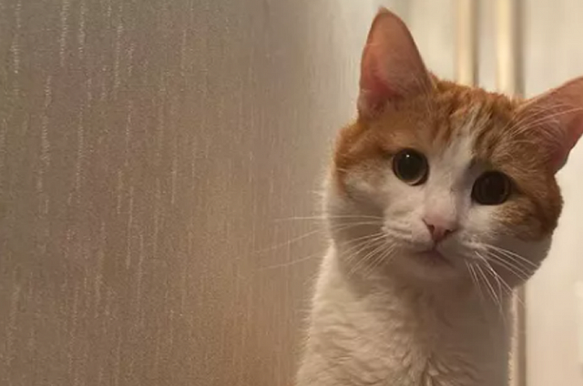 После гибели кота Твикса РЖД изменило правила перевозки животных в поездах