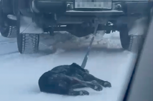 Прокуратура проверяет видео жестокого «выгула» собаки в Благовещенском округе (16+)