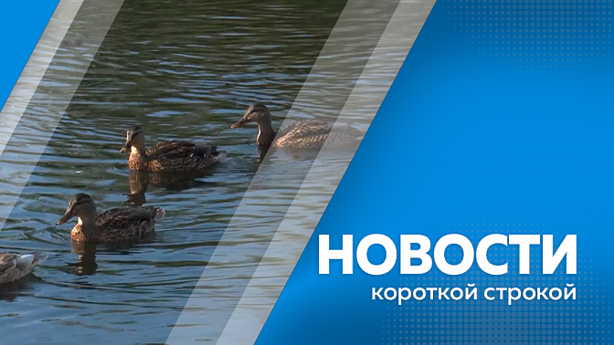 Новости короткой строкой. В Тындинском округе трудоустроены две трети ветеранов СВО. Ветераны СВО учатся бизнесу. На озере под Благовещенском заметили редкую утку-альбиноса. Стартовала охота на косулю и изюбря. 