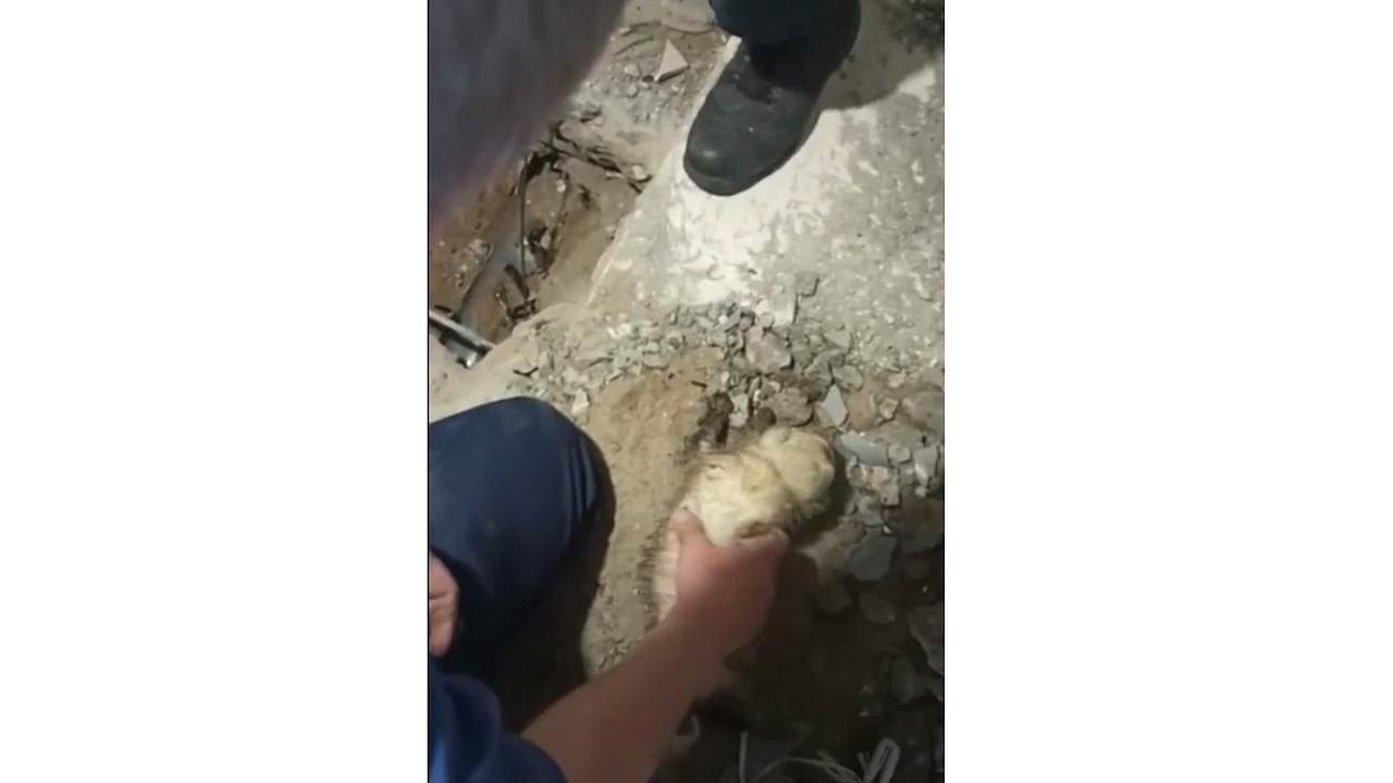Фото: скриншот из видео тг-канала "Амурские спасатели"