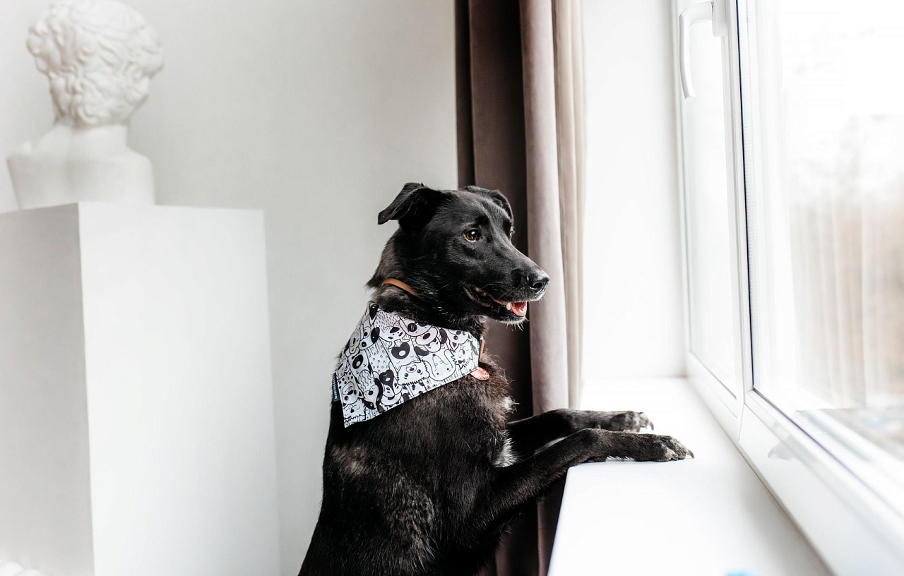 Фото: t.me/vet_ao