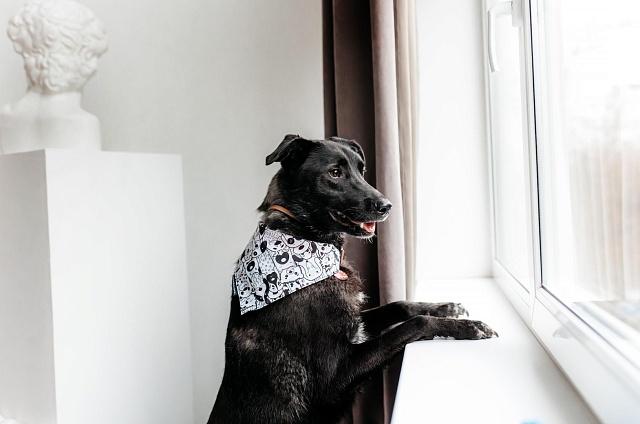 За год в Амурской области удалось пристроить в добрые руки свыше 300 безнадзорных собак