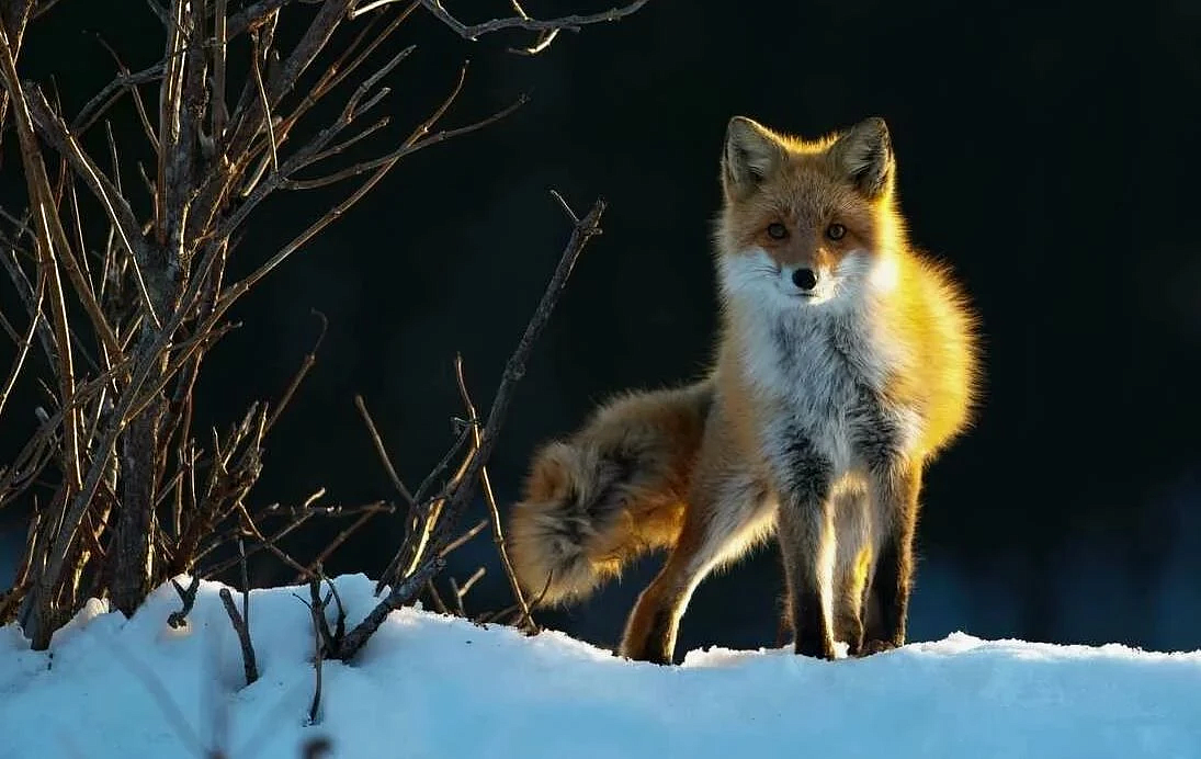 Фото: max.ru/id2801135236_gos