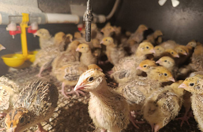 «Агростартап» помог жительнице села Верхнеблаговещенское создать перепелиную ферму