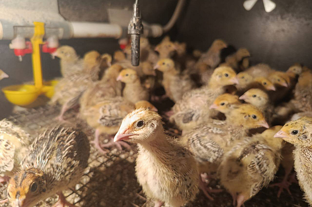 «Агростартап» помог жительнице села Верхнеблаговещенское создать перепелиную ферму