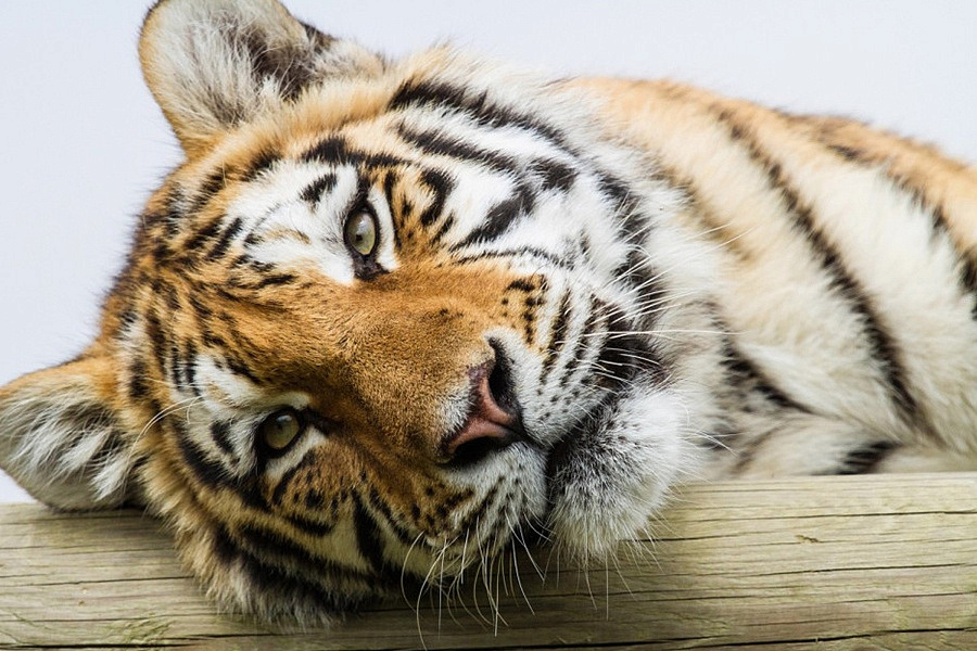 Фото: центр "Амурский тигр"