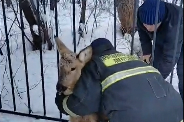 Пожарные из Новобурейского спасли застрявшую в заборе косулю