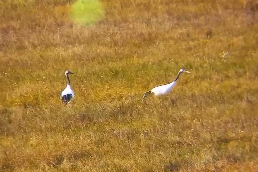 Фото: скриншот видео: t.me/amur_birds