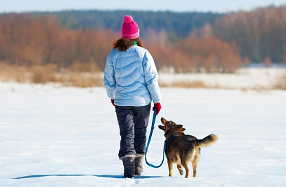 Более тысячи жалоб поступило на владельцев собак в этом году в Приамурье