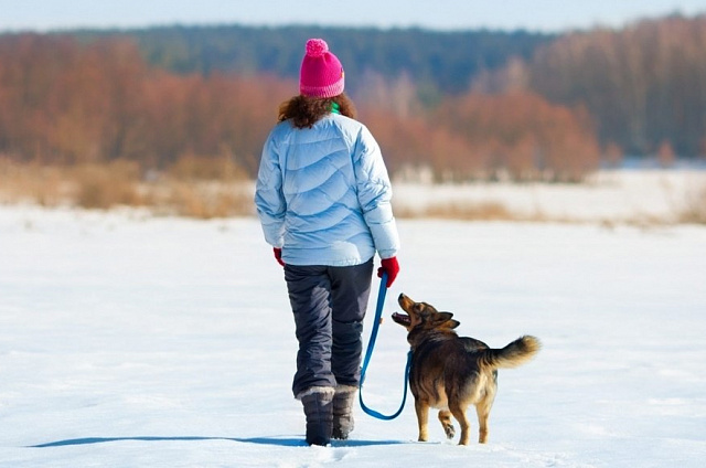 Более тысячи жалоб поступило на владельцев собак в этом году в Приамурье