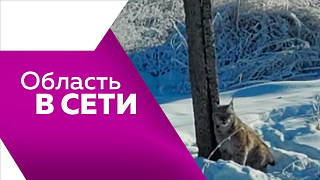 Область в сети. Комета «три ай Атлас», чудеса на льду, зимние забавы.