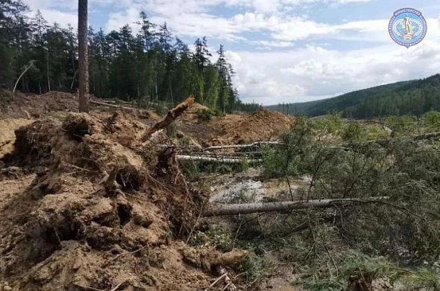 Почти 200 незаконных рубок леса выявили в Приамурье с начала года