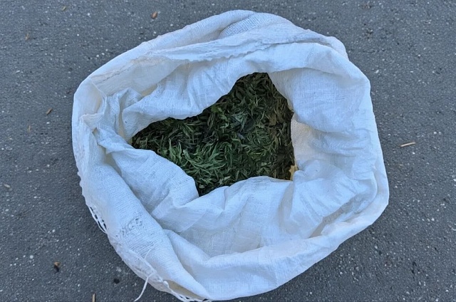 Житель Благовещенска нарвал 1,8 кг конопли в Михайловском округе и попался полиции