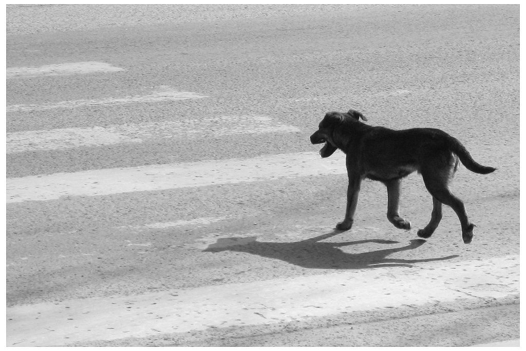 Фото: t.me/vet_ao