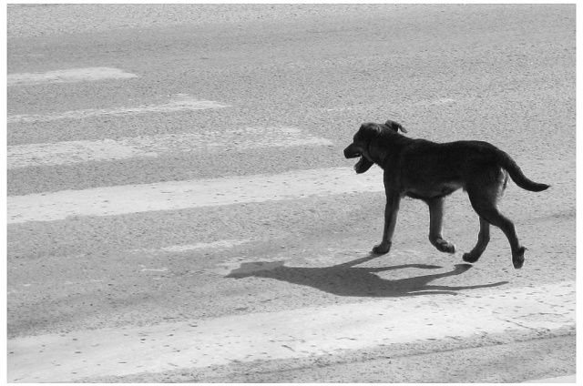 За гибель собаки на дороге оштрафовали владелицу, которая отпустила питомца на самовыгул