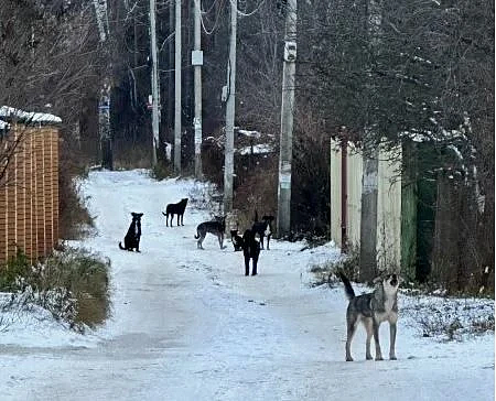 Фото: max.ru/id2801169387_gos