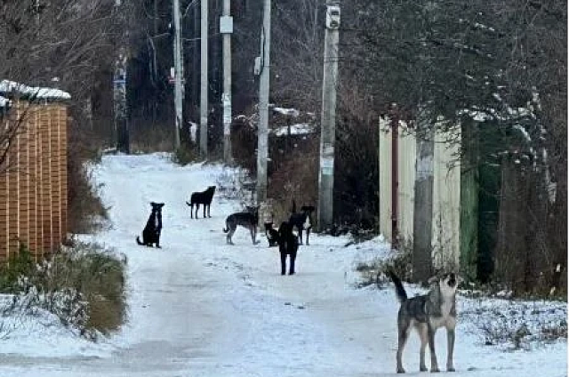 «Доброе дело»: пенсионерка собрала на участке стаю собак, однако заботить о них отказалась