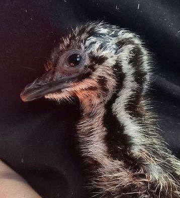 Фото: telegram/Emu