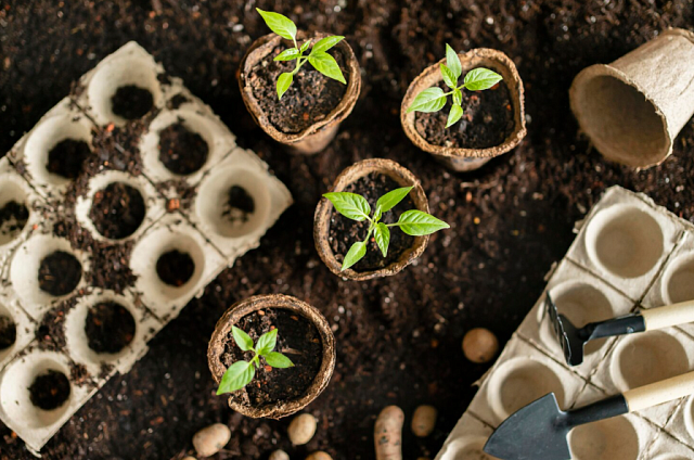 Сотрудники правительства Приамурья уже пять лет дарят цветы детским домам и приютам