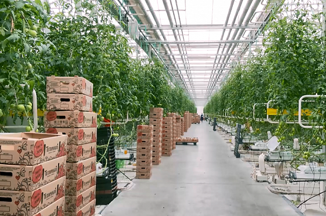 Благодаря второй очереди тепличного комплекса в Благовещенске смогут выращивать ещё около 3 тыс тонн томатов и огурцов в год