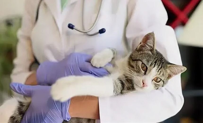 Фото: t.me/vet_ao