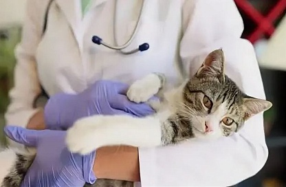 Число льготных стерилизаций домашних питомцев в Приамурье выросло вдвое