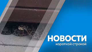 Новости короткой строкой. Стратегия региона по внедрению беспилотных авиационных систем на международном форуме «РОСТКИ» в Казани. Итоги дополнительного отбора по программе «Земский тренер». В Благовещенске спасатели МЧС поймали змею.