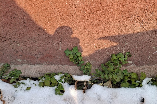 Зелёную траву среди снега нашли у фундамента дома в центре Благовещенска