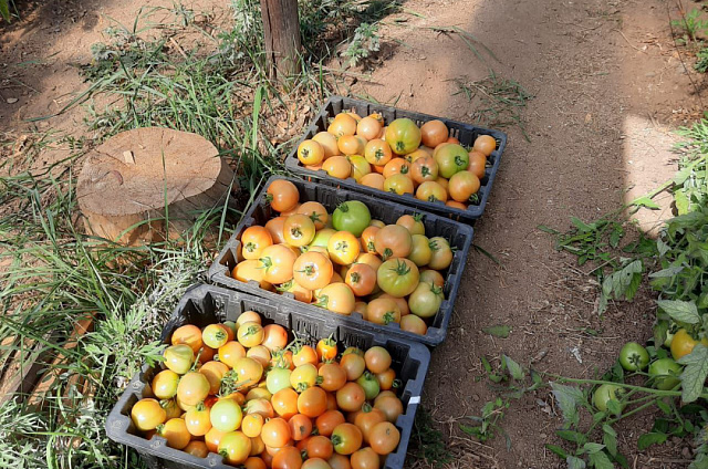 Мёд, арбузы и перспективы: амурчанин реализует проект на Дальневосточных гектарах