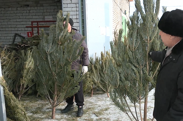 Живую новогоднюю ёль утилизируют экологичными способами почти половина россиян