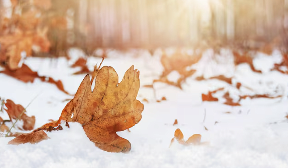 Фото: ru.freepik.com